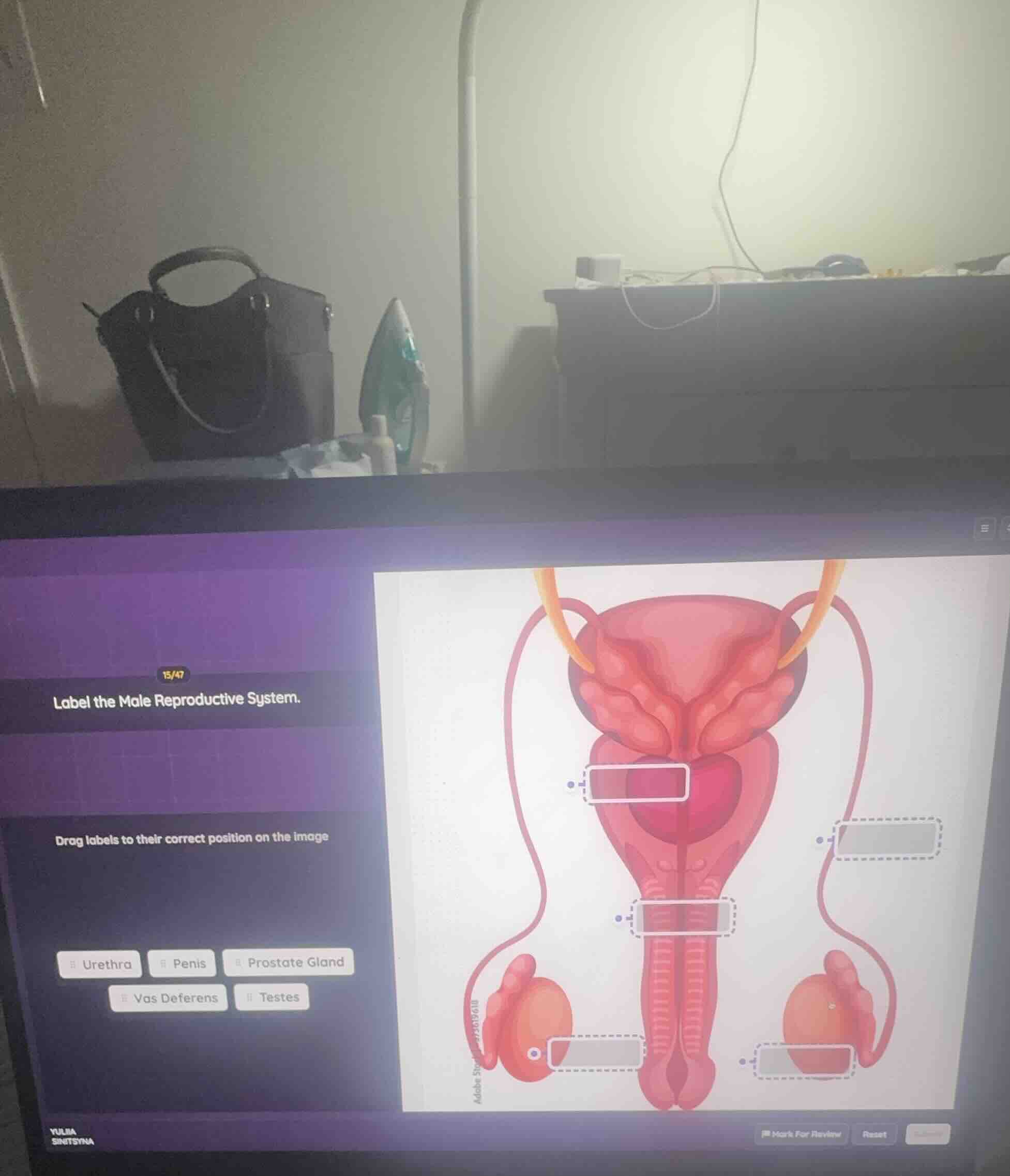 15/47 label the male reproductive system. drag labels to their correct …