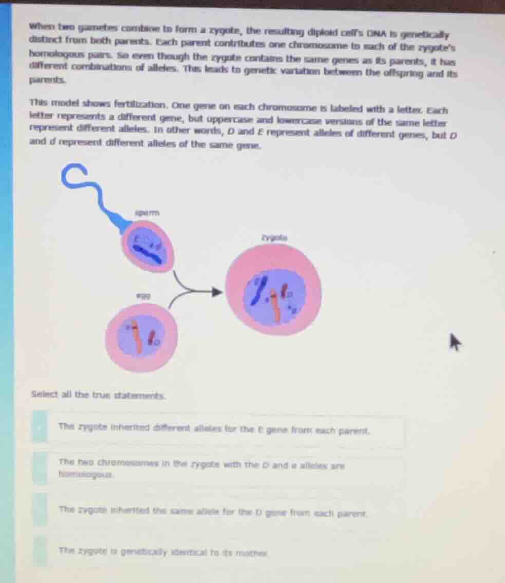 when two gametes combine to form a zygote, the resulting diploid cells …