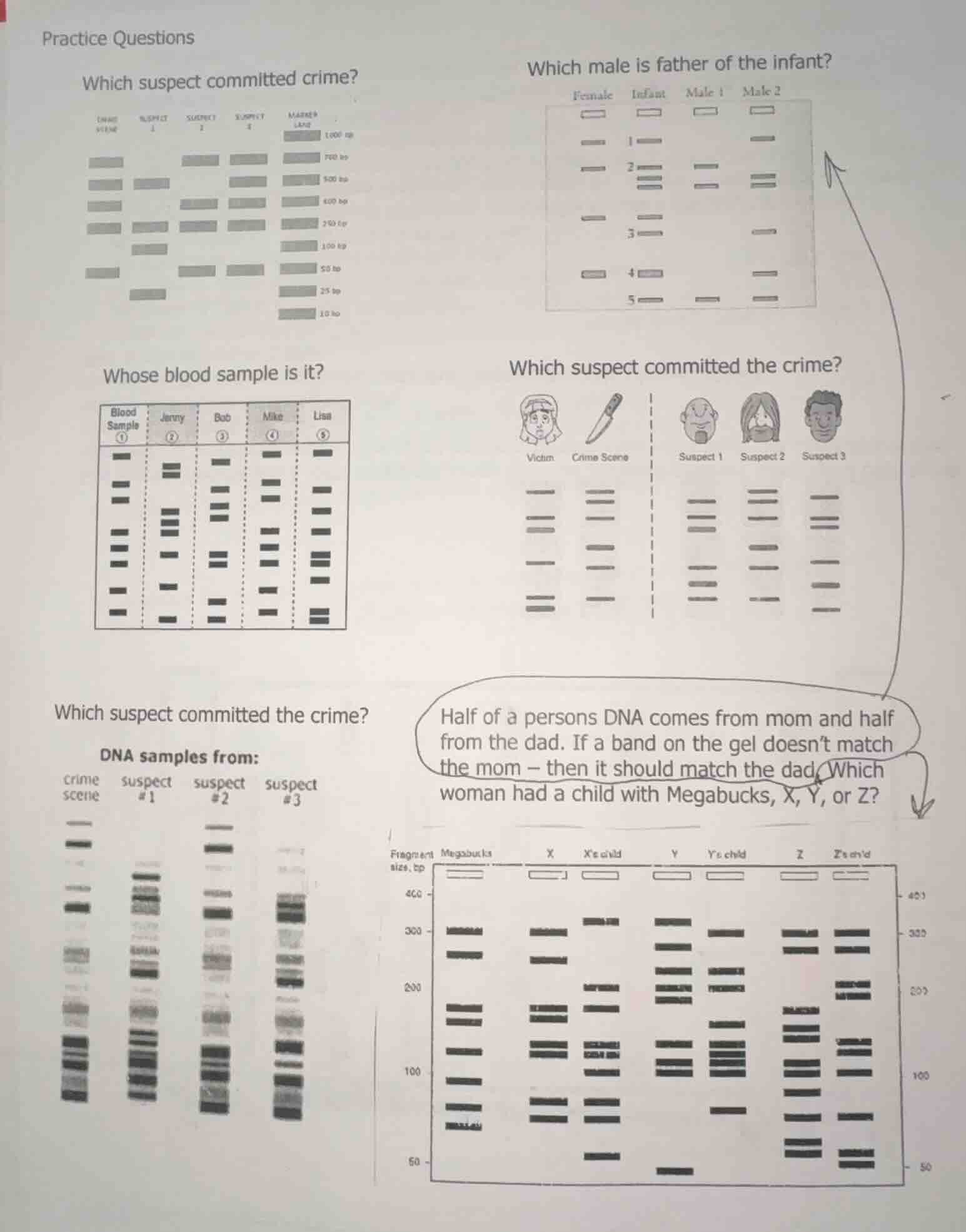 practice questions which suspect committed crime? which male is father …