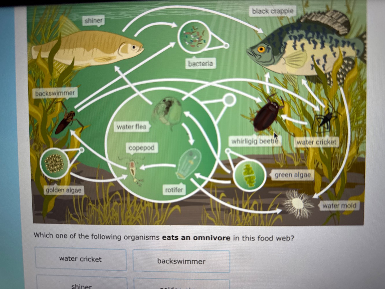 which one of the following organisms eats an omnivore in this food web?…