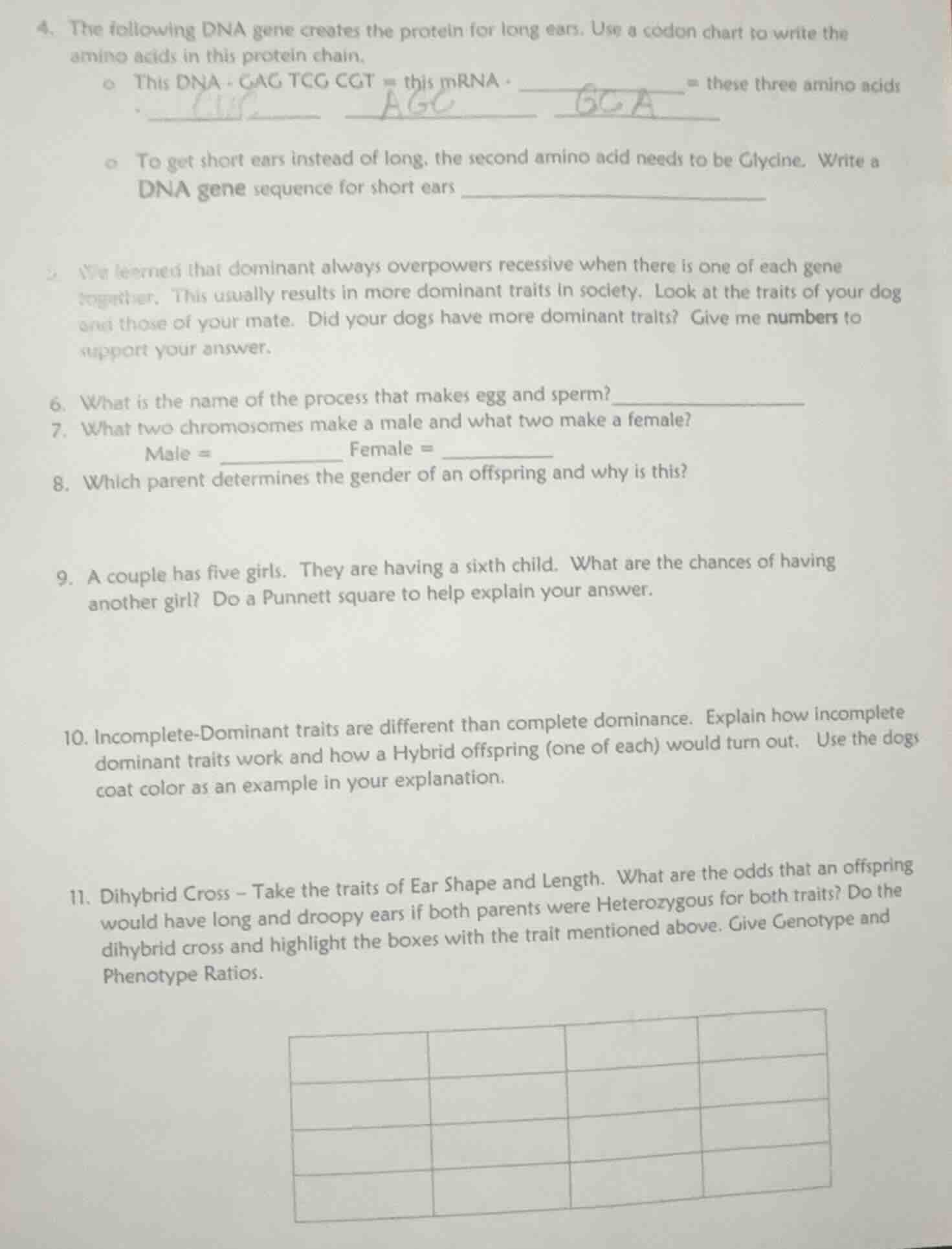 4. the following dna gene creates the protein for long ears. use a codo…