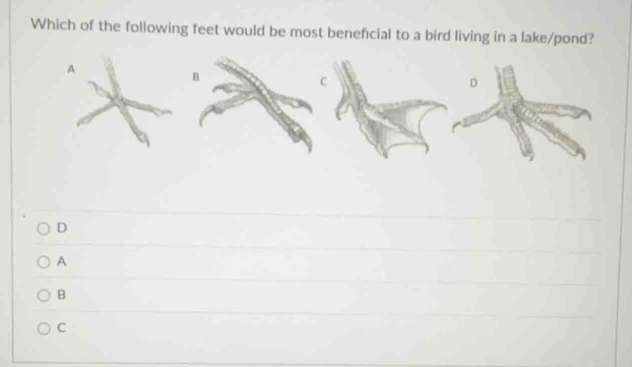 which of the following feet would be most beneficial to a bird living i…