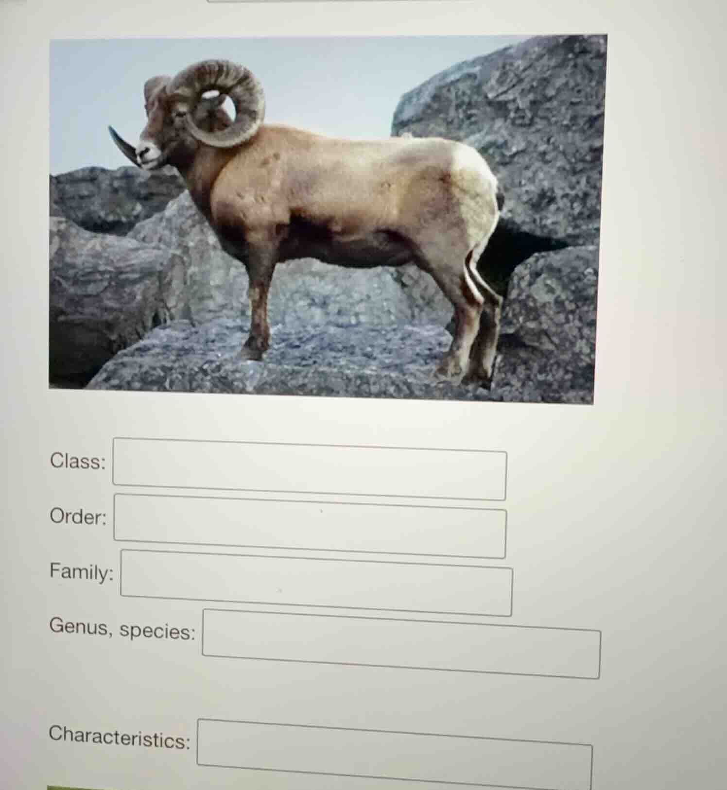 class:order:family:genus, species:characteristics: