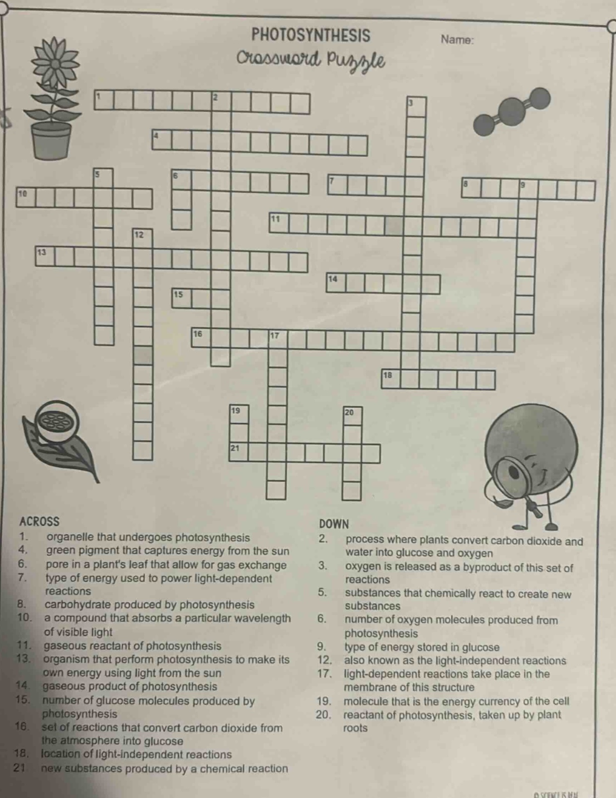 photosynthesis name: crossword puzzle across 1. organelle that undergoe…