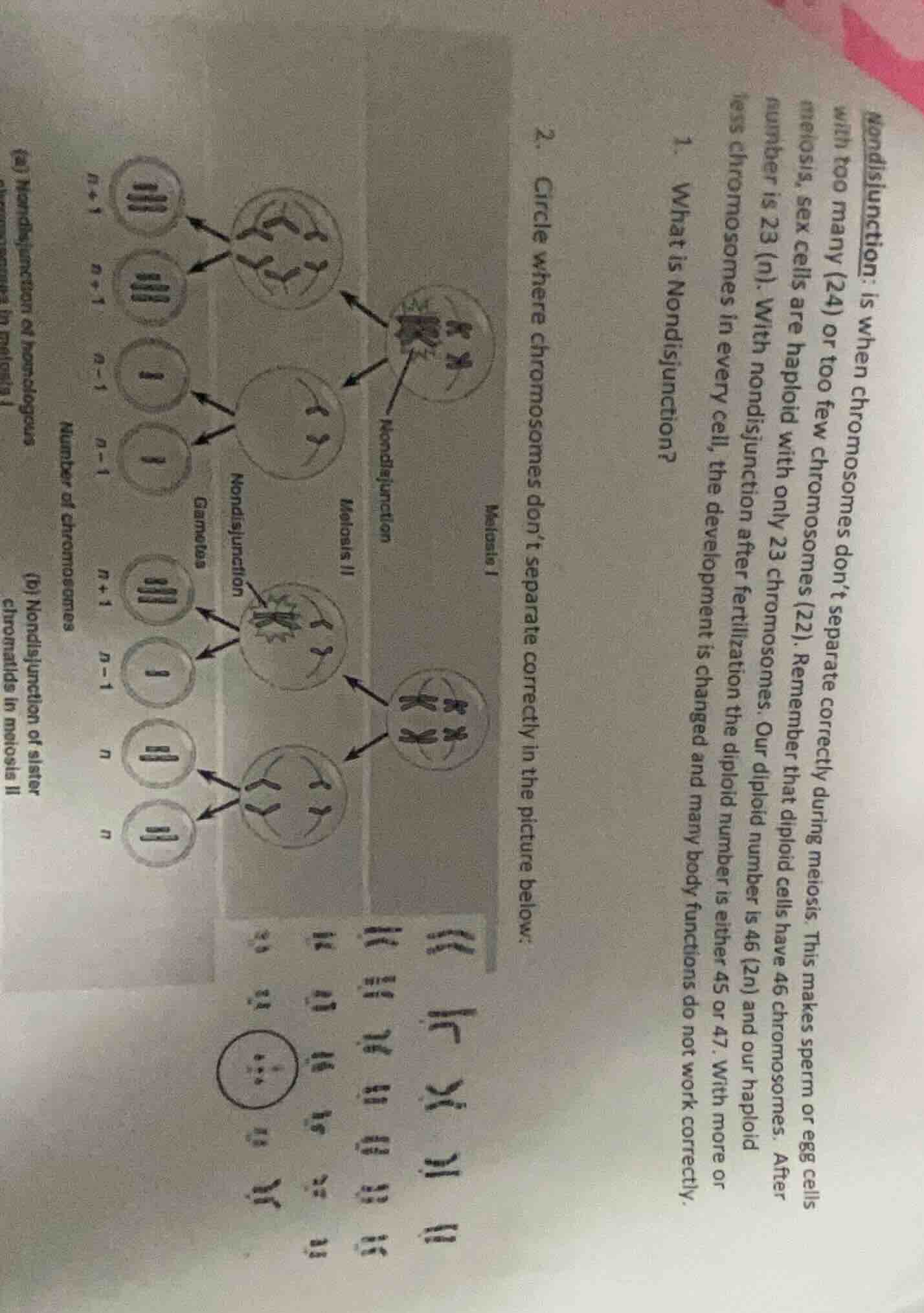 nondisjunction: is when chromosomes dont separate correctly during meio…