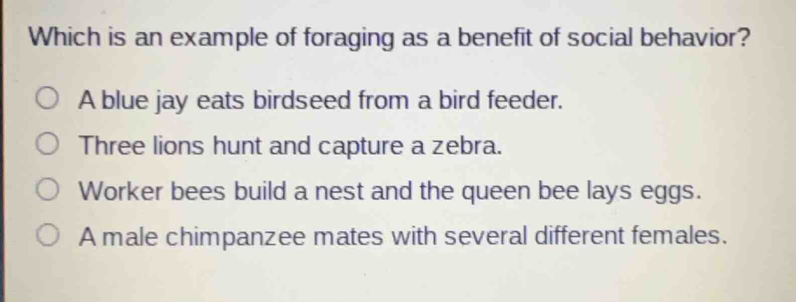 which is an example of foraging as a benefit of social behavior? a blue…