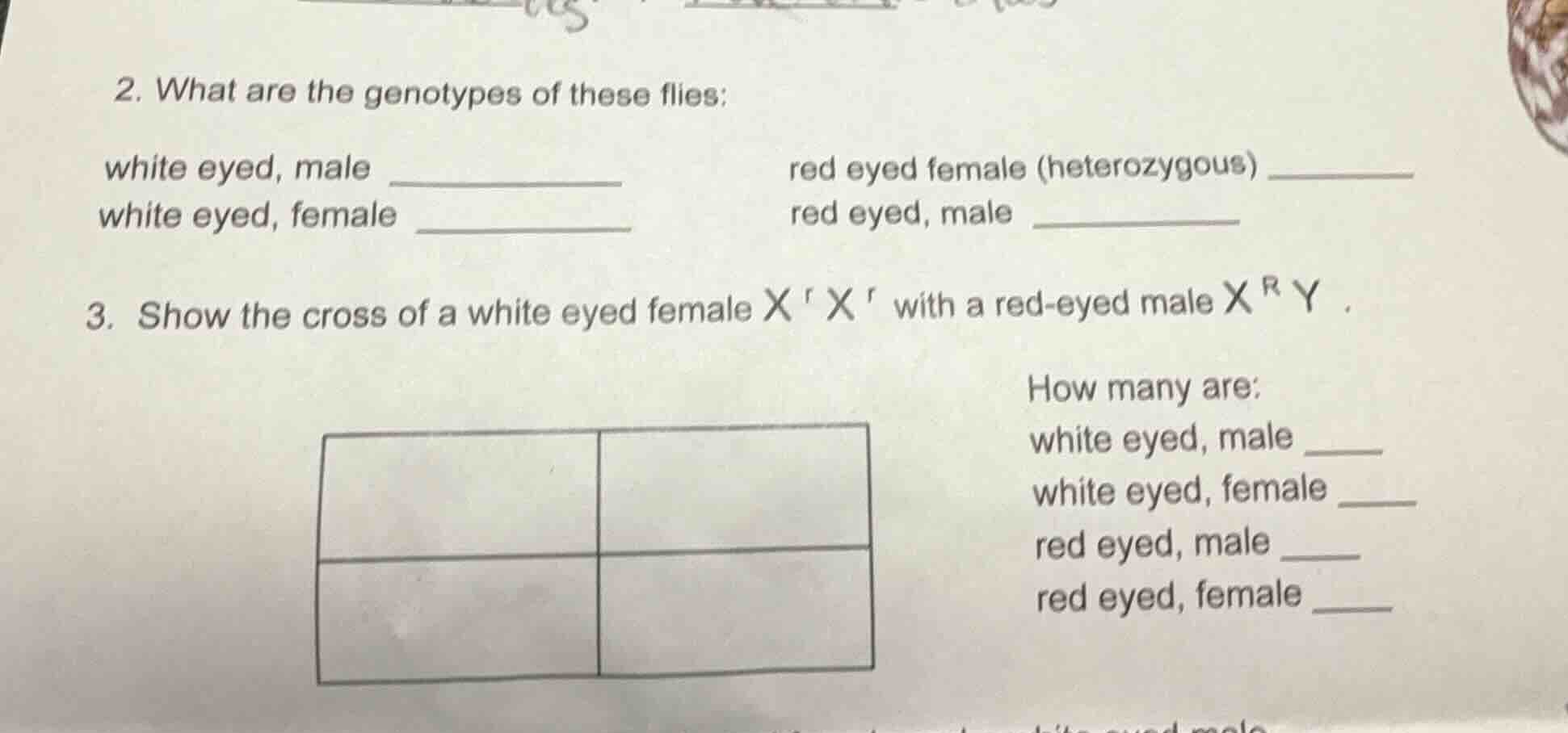 2. what are the genotypes of these flies: white eyed, male ____________…