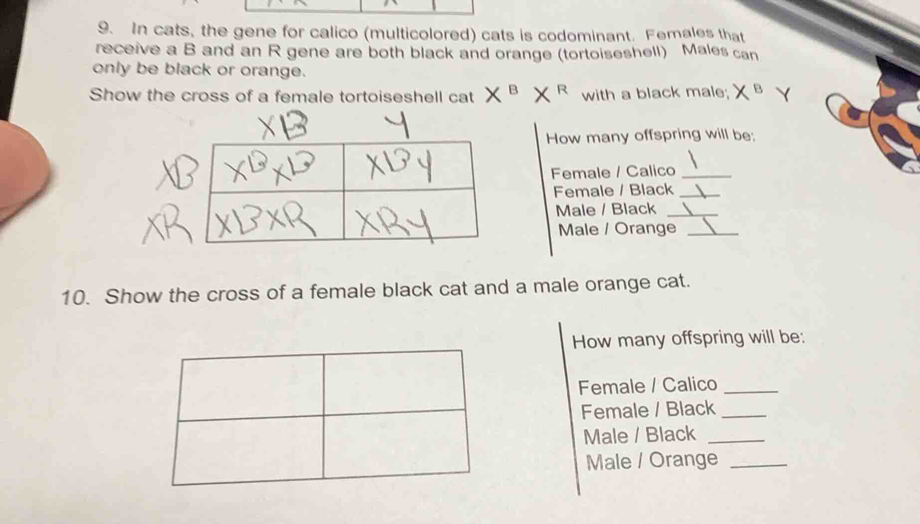 9. in cats, the gene for calico (multicolored) cats is codominant. fema…