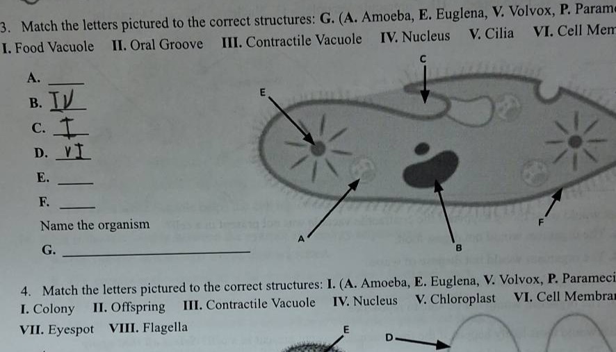 3. match the letters pictured to the correct structures: g. (a. amoeba,…