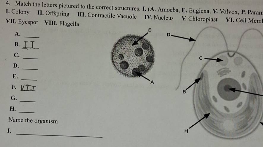 4. match the letters pictured to the correct structures: i. (a. amoeba,…