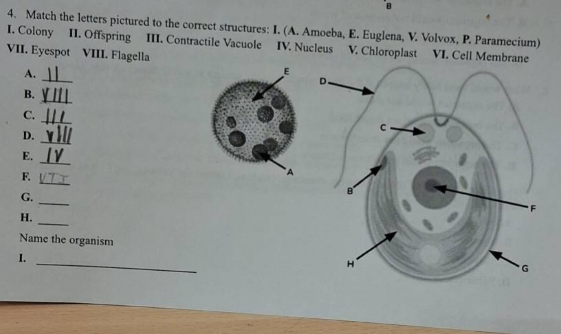 4. match the letters pictured to the correct structures: i. (a. amoeba,…