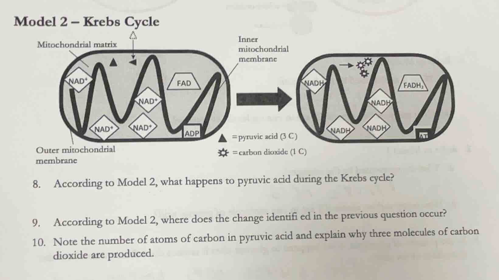 model 2 – krebs cycle mitochondrial matrix outer mitochondrial membrane…