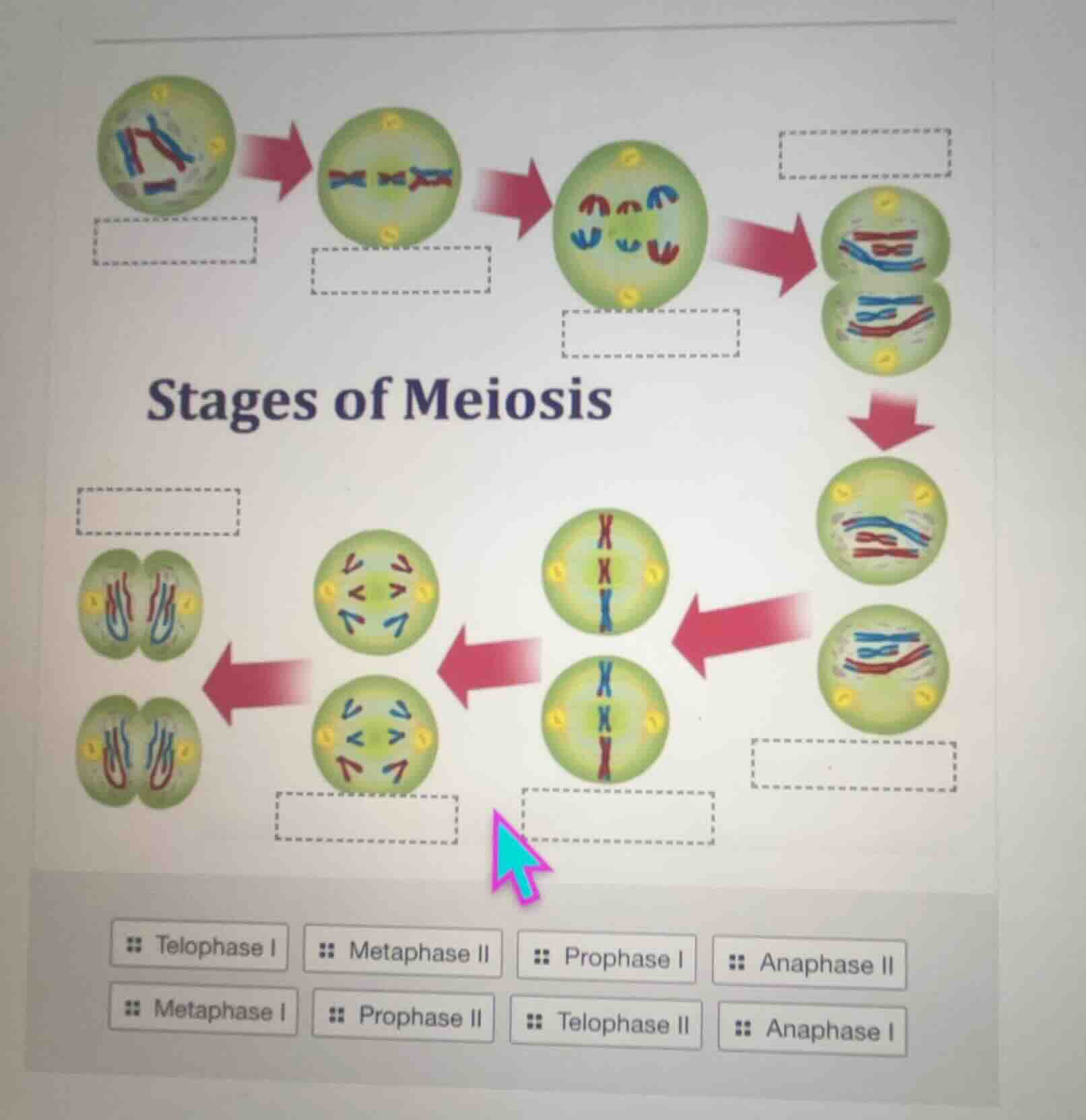 stages of meiosis :: telophase i :: metaphase ii :: prophase i :: anaph…