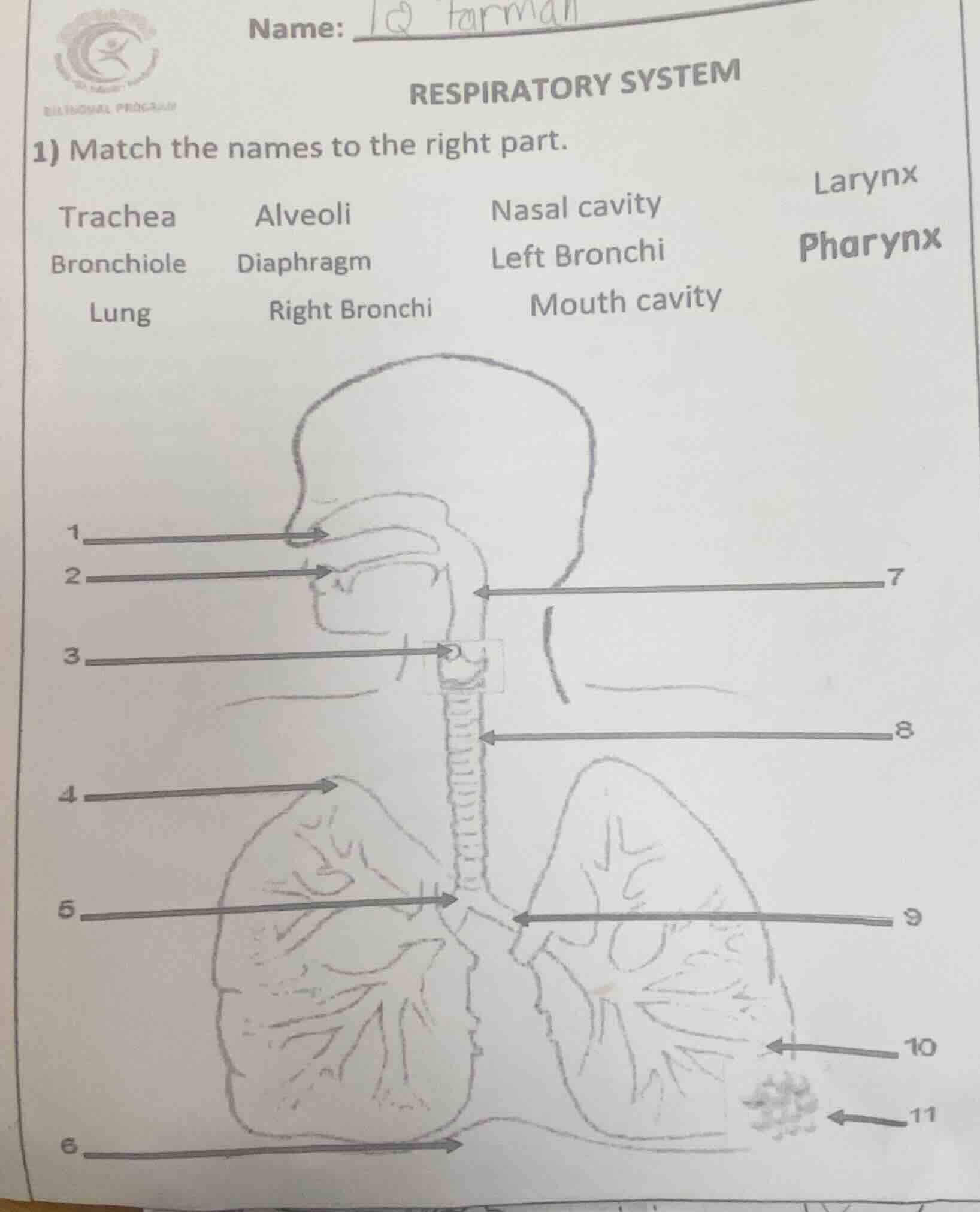 name:respiratory system1) match the names to the right part.tracheaalve…