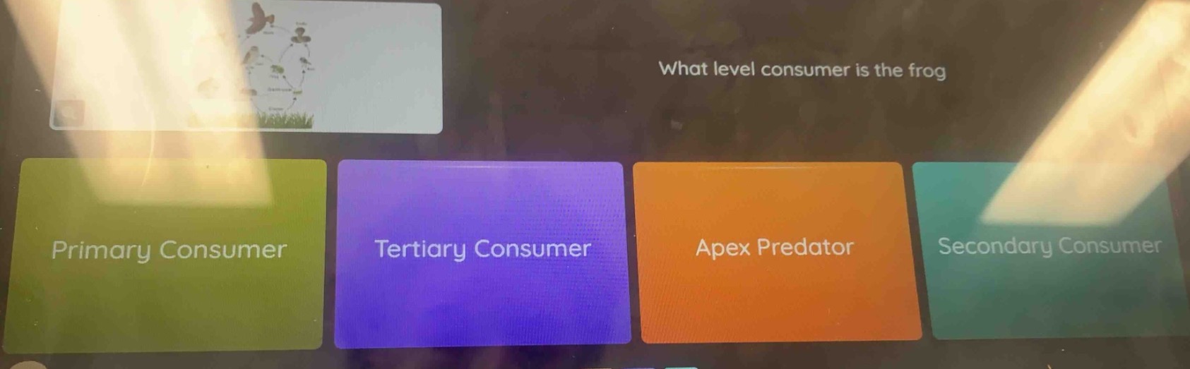 what level consumer is the frog primary consumer tertiary consumer apex…