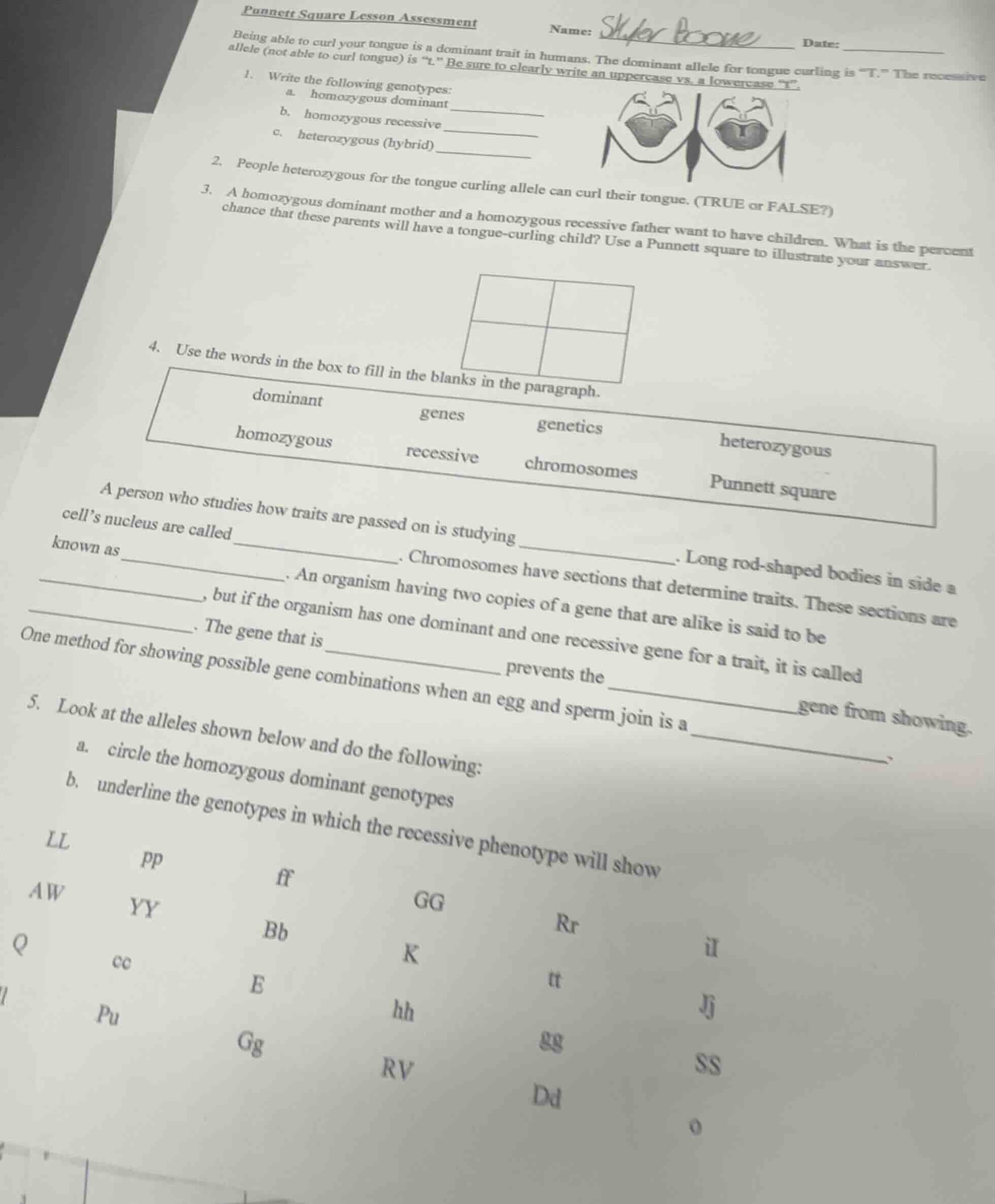 punnett square lesson assessmentname: skyler boonedate:being able to cu…