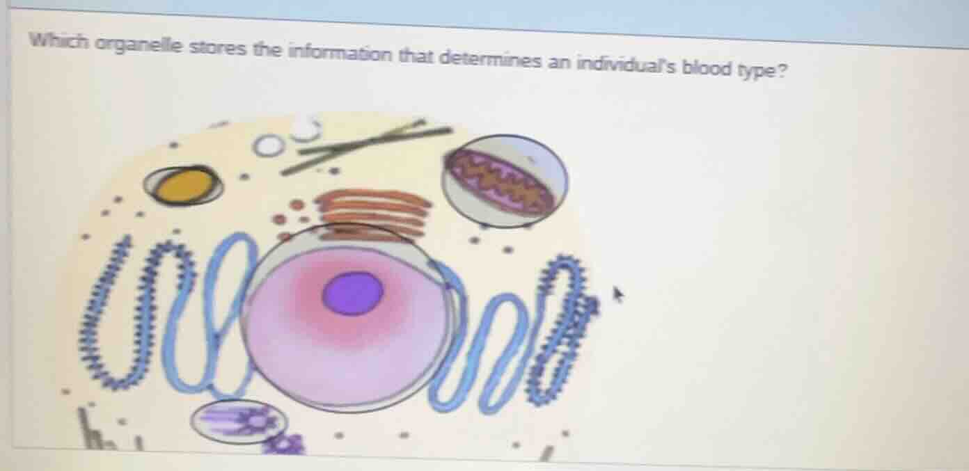 which organelle stores the information that determines an individuals b…