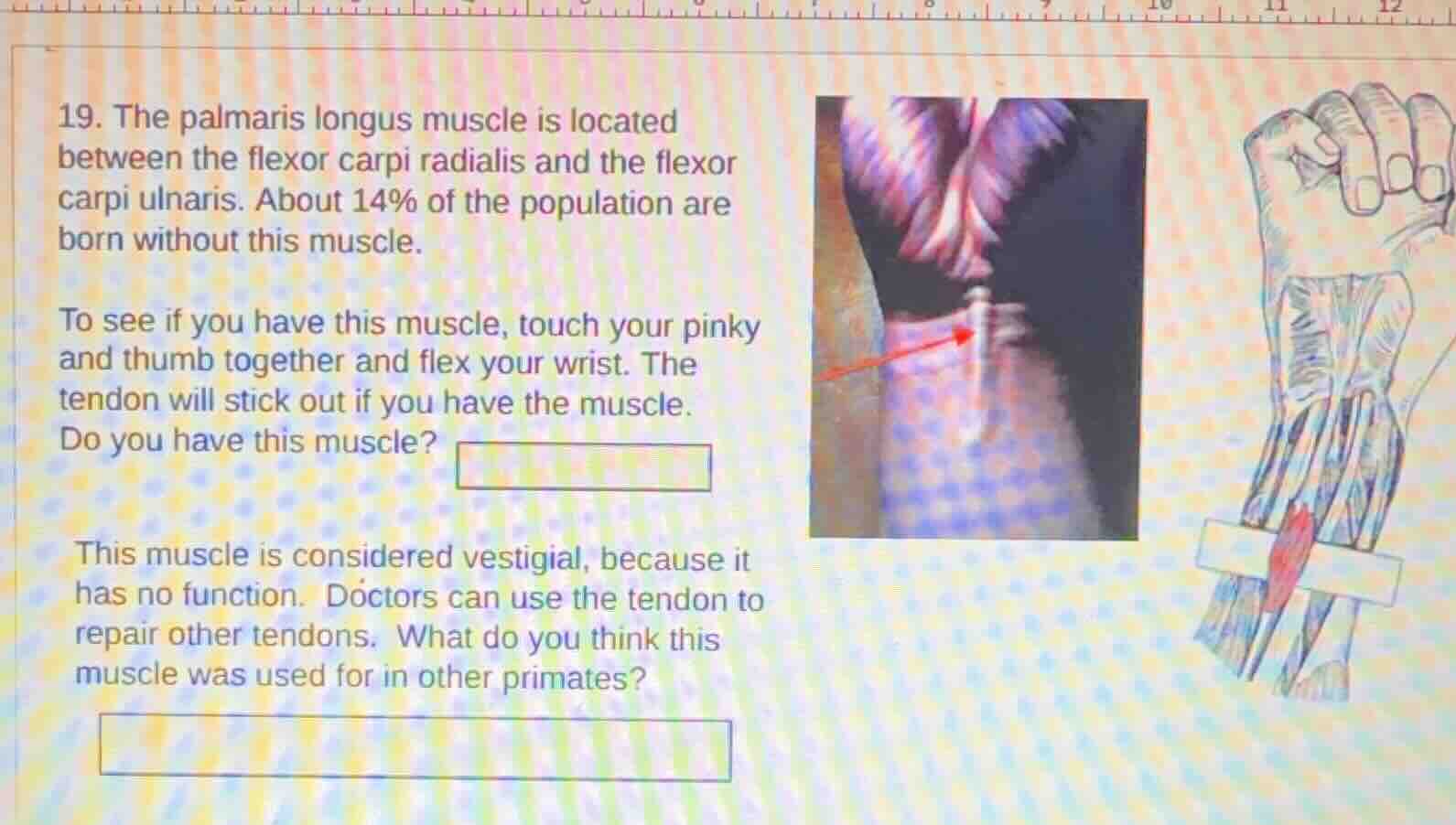 19. the palmaris longus muscle is located between the flexor carpi radi…