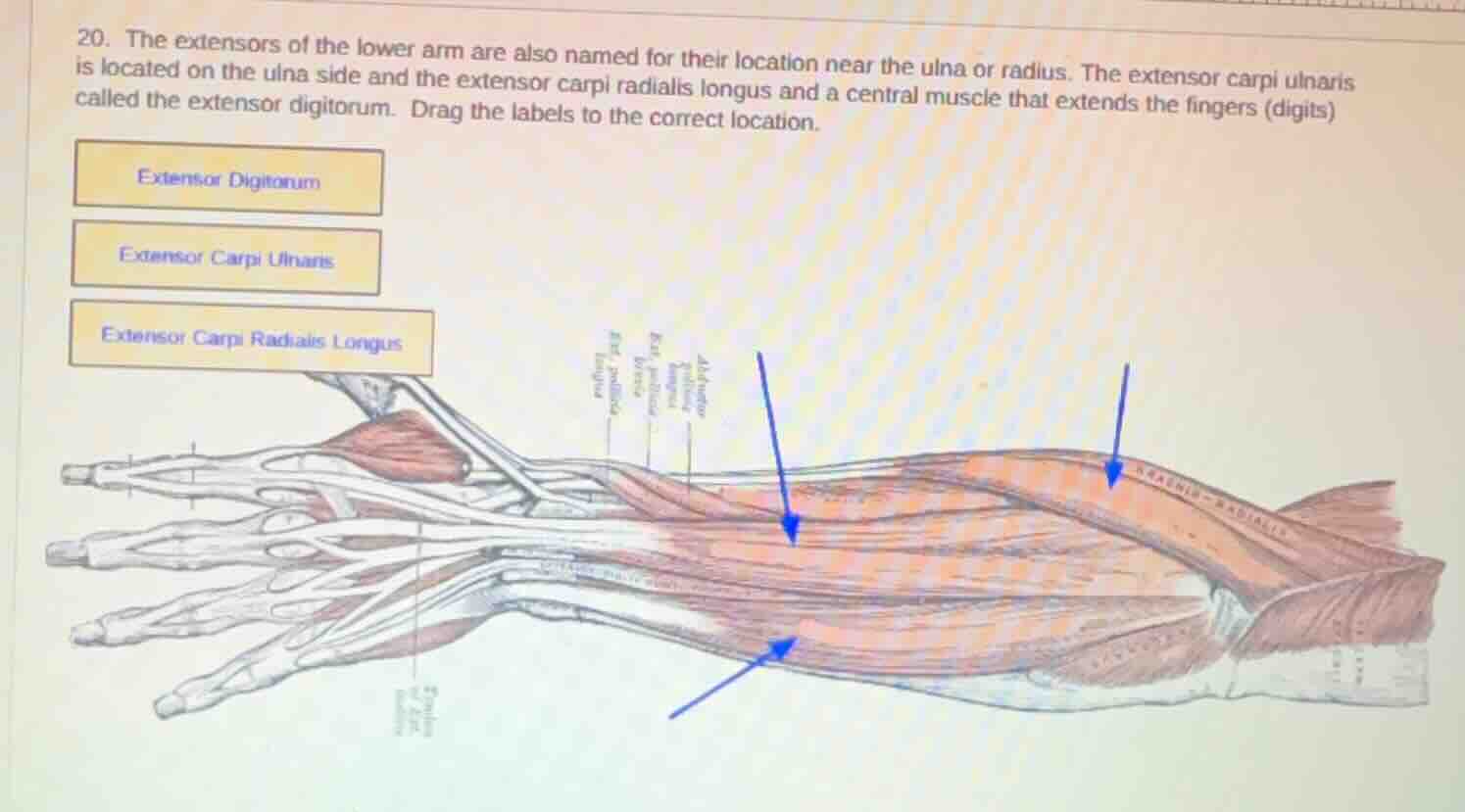 20. the extensors of the lower arm are also named for their location ne…