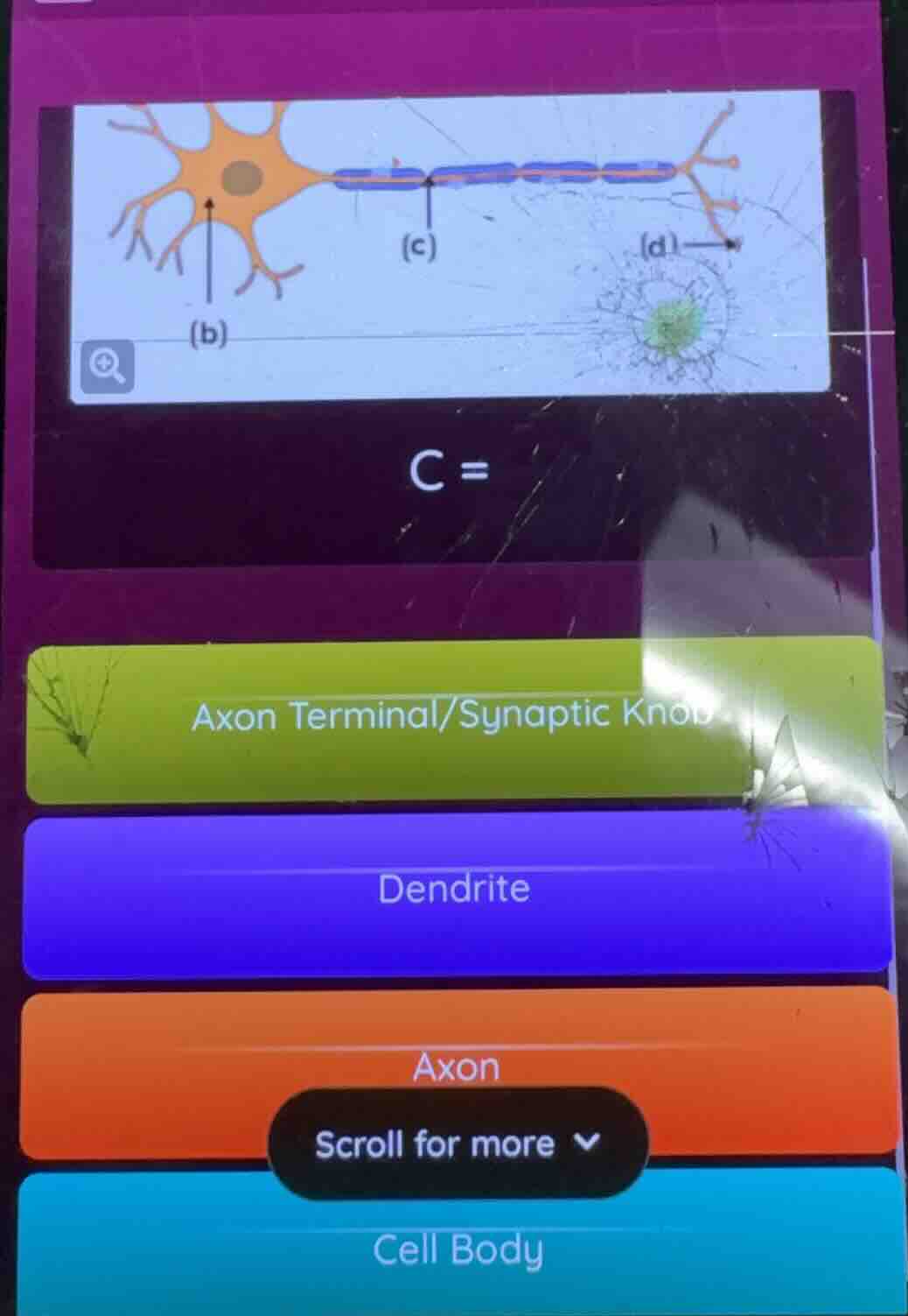 c = axon terminal/synaptic knob dendrite axon scroll for more cell body