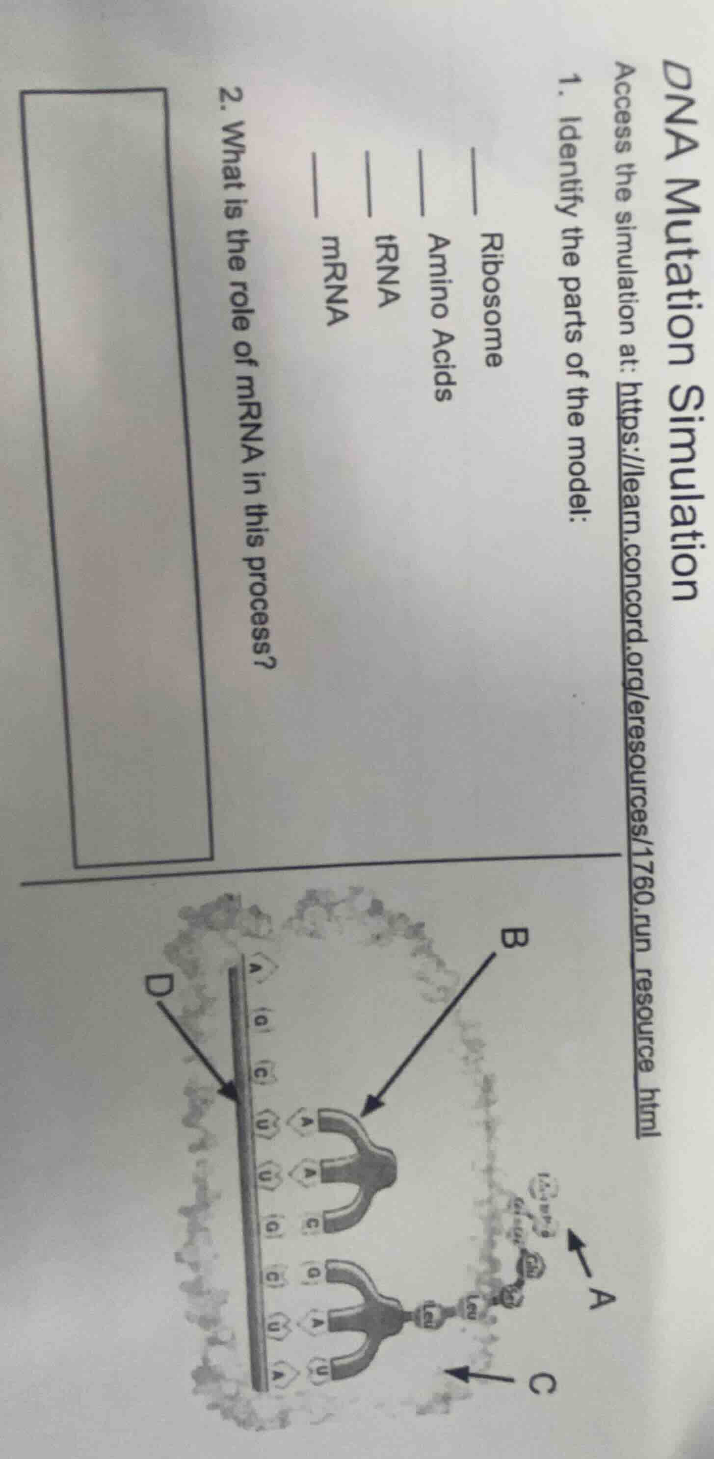 dna mutation simulation access the simulation at: https://learn.concord…