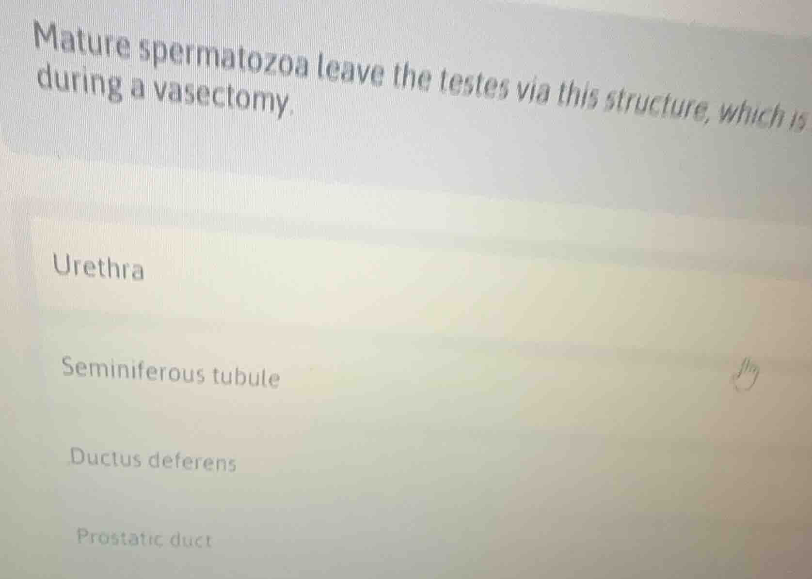 mature spermatozoa leave the testes via this structure, which is cut du…