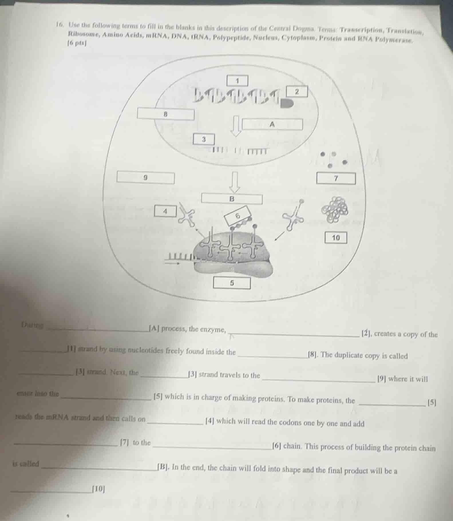 16. use the following terms to fill in the blanks in this description o…