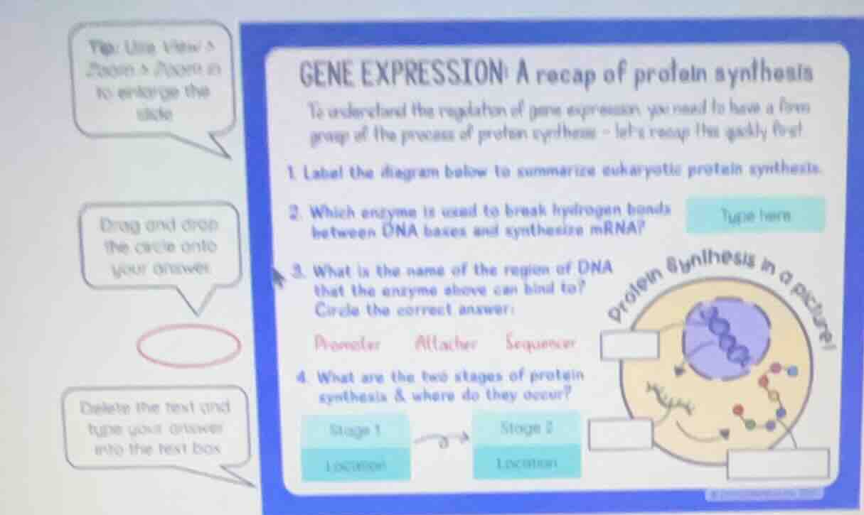 gene expression: a recap of protein synthesis to understand the regulat…