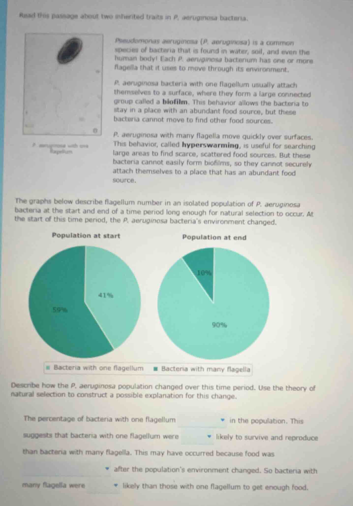 read this passage about two inherited traits in p. aeruginosa bacteria.…