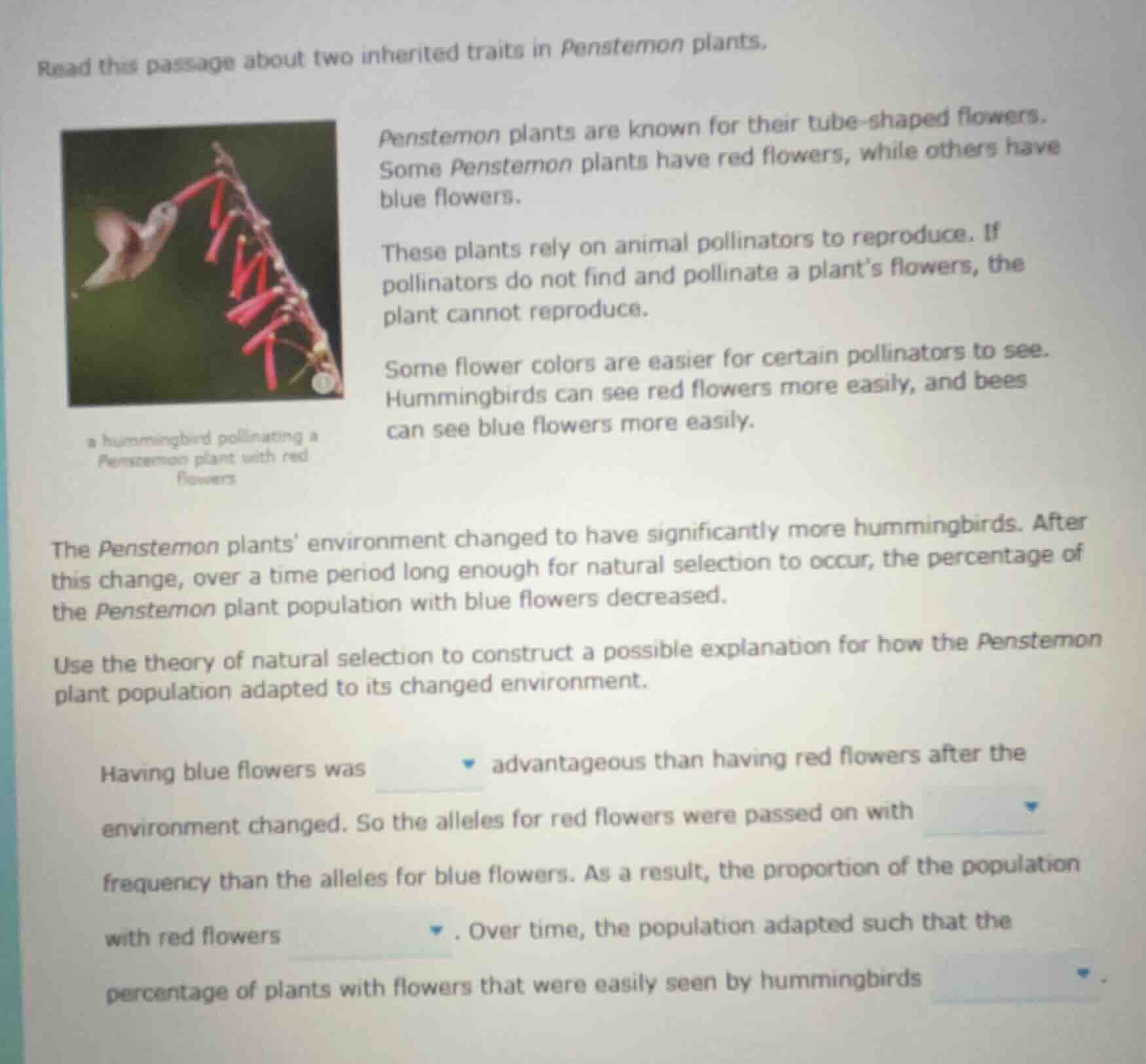 read this passage about two inherited traits in penstemon plants. penst…