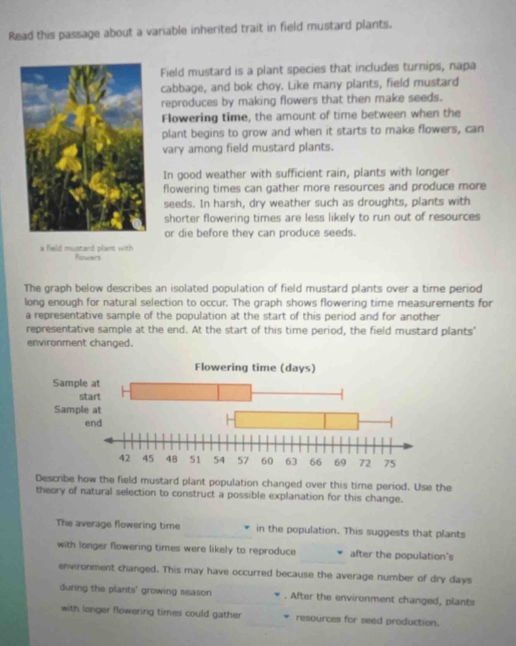 read this passage about a variable inherited trait in field mustard pla…