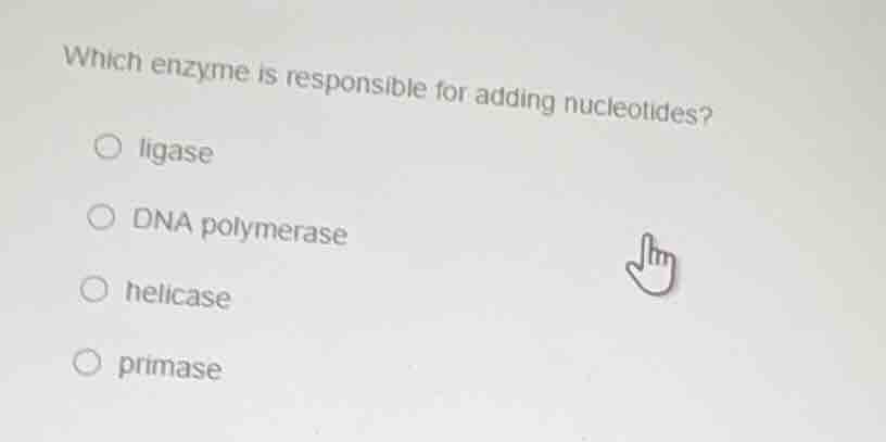 which enzyme is responsible for adding nucleotides?○ ligase○ dna polyme…