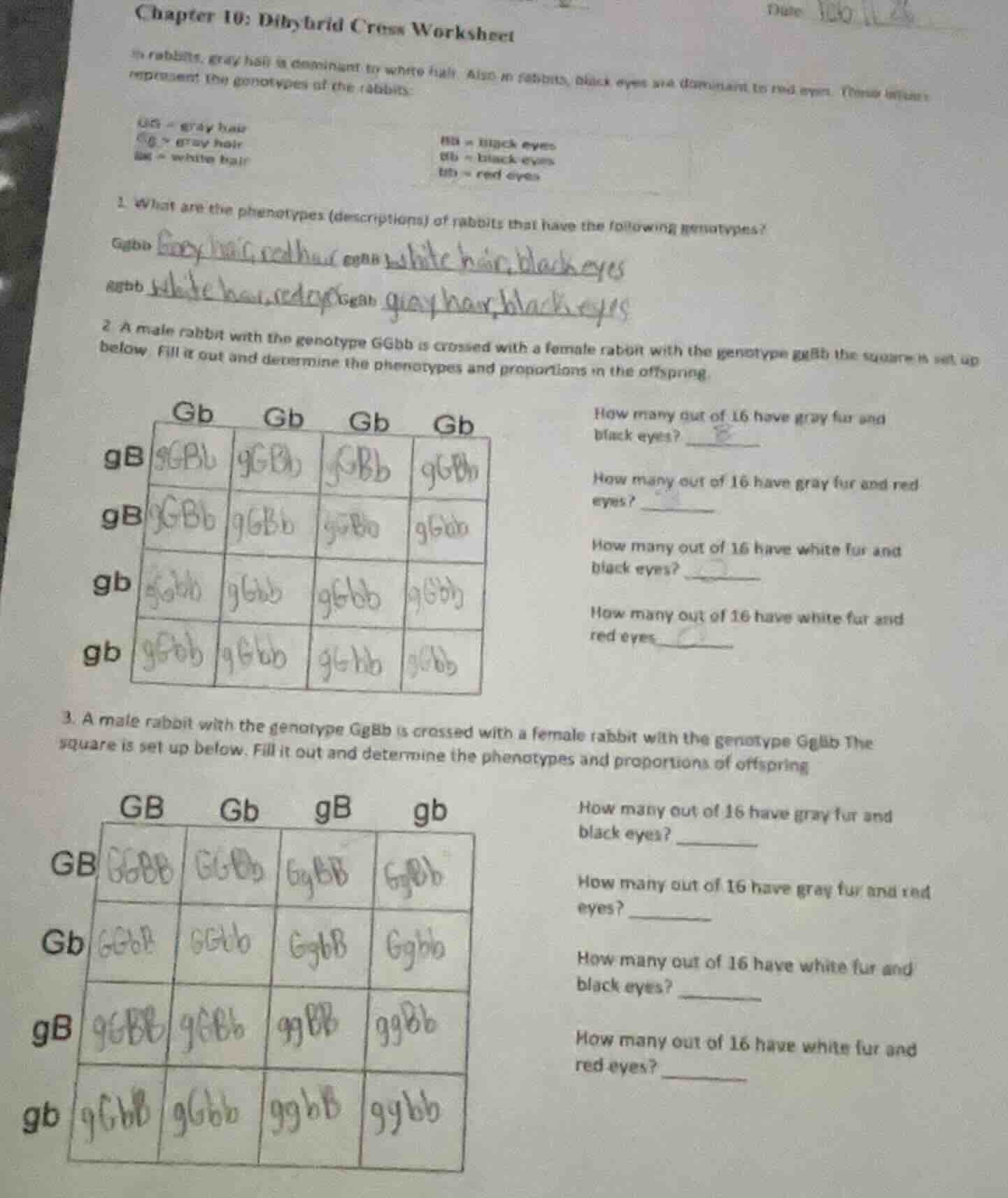 chapter 10: dihybrid cross worksheet date in rabbits, gray hair is domi…