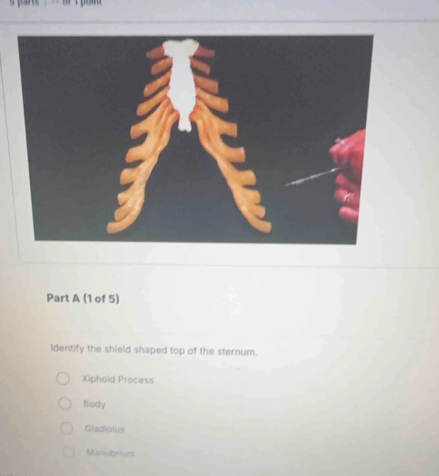 part a (1 of 5) identify the shield shaped top of the sternum. xiphoid …