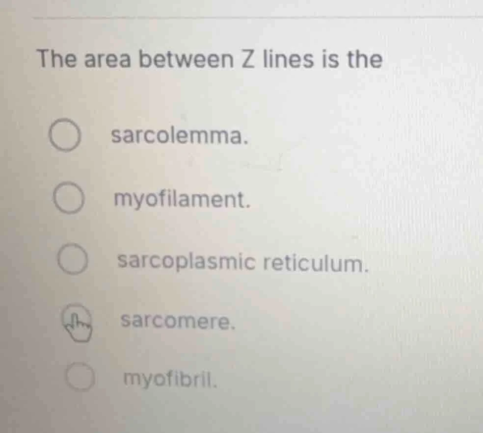 the area between z lines is the ○ sarcolemma. ○ myofilament. ○ sarcopla…