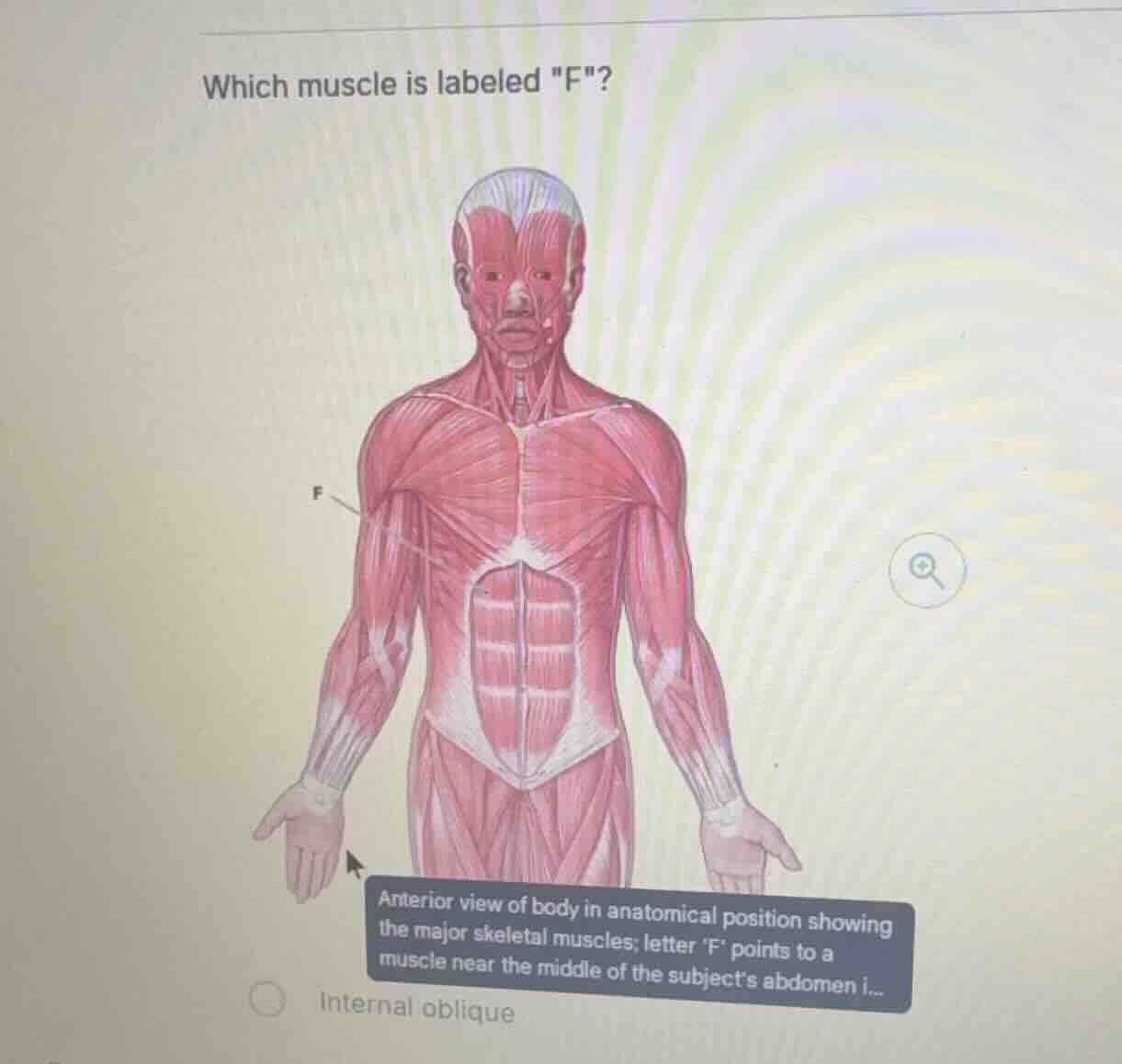 which muscle is labeled \f\? anterior view of body in anatomical positi…