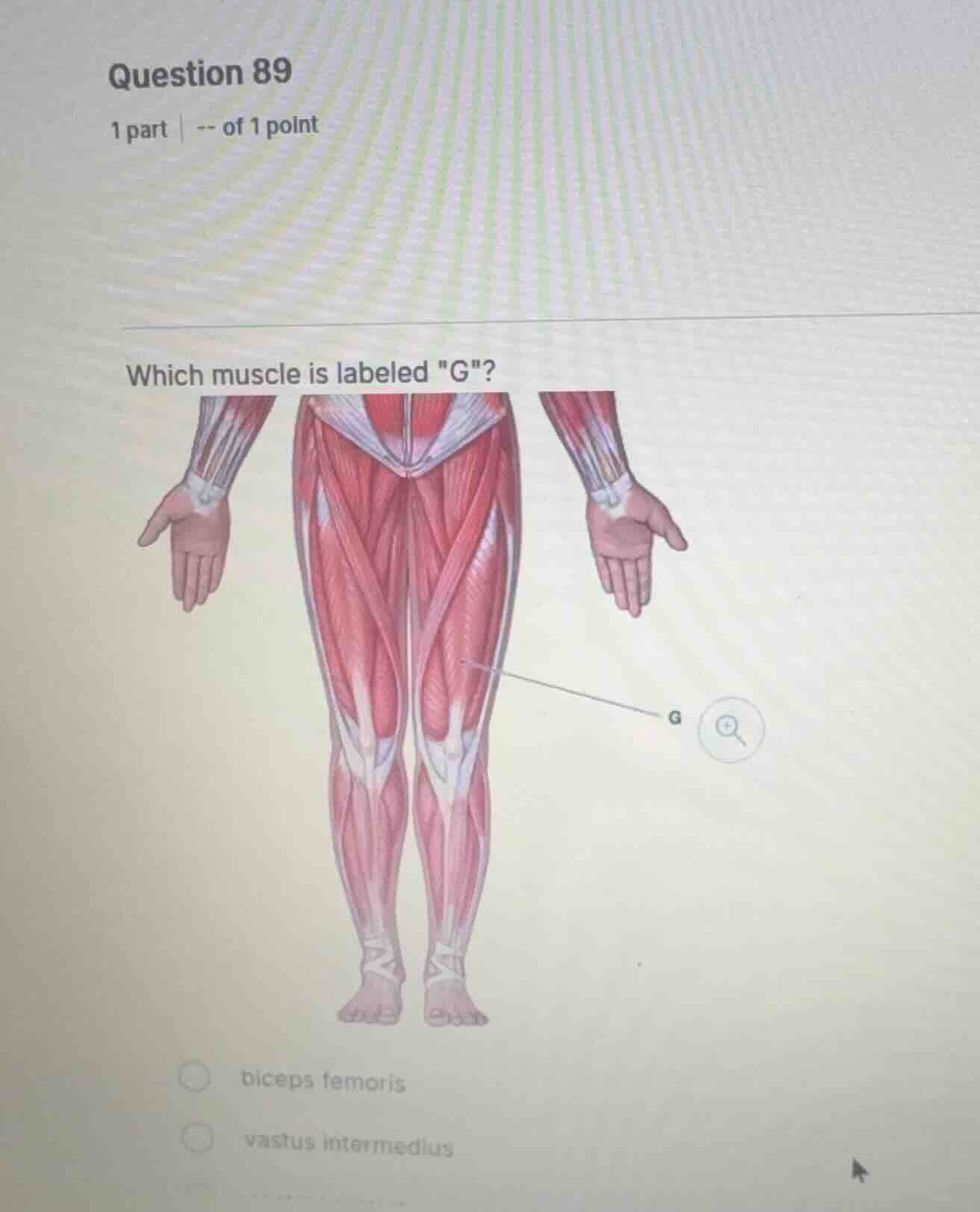 question 89 1 part | -- of 1 point which muscle is labeled \g\? biceps …