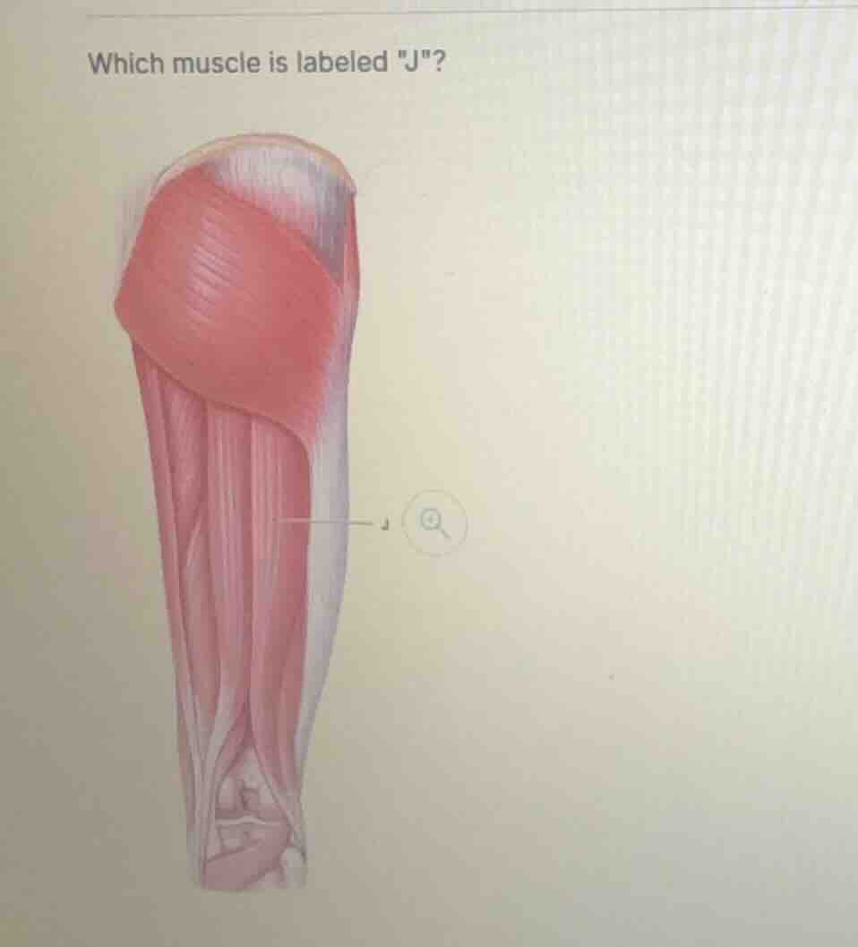 which muscle is labeled \j\?