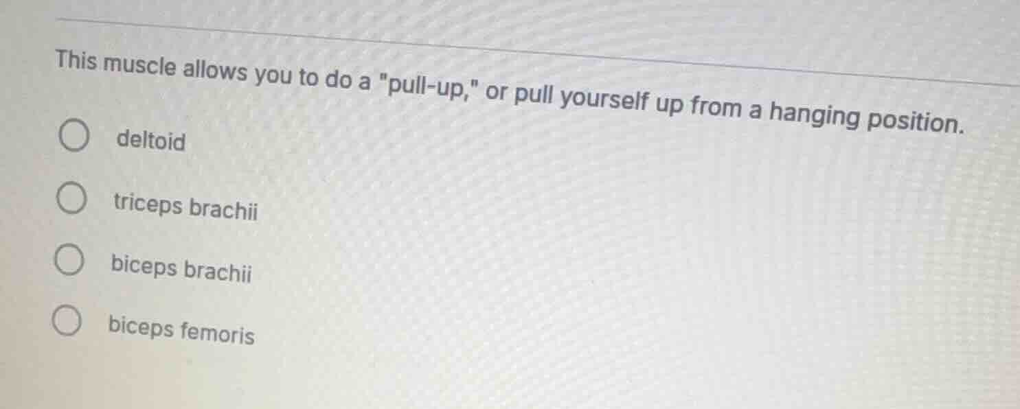 this muscle allows you to do a \pull-up,\ or pull yourself up from a ha…