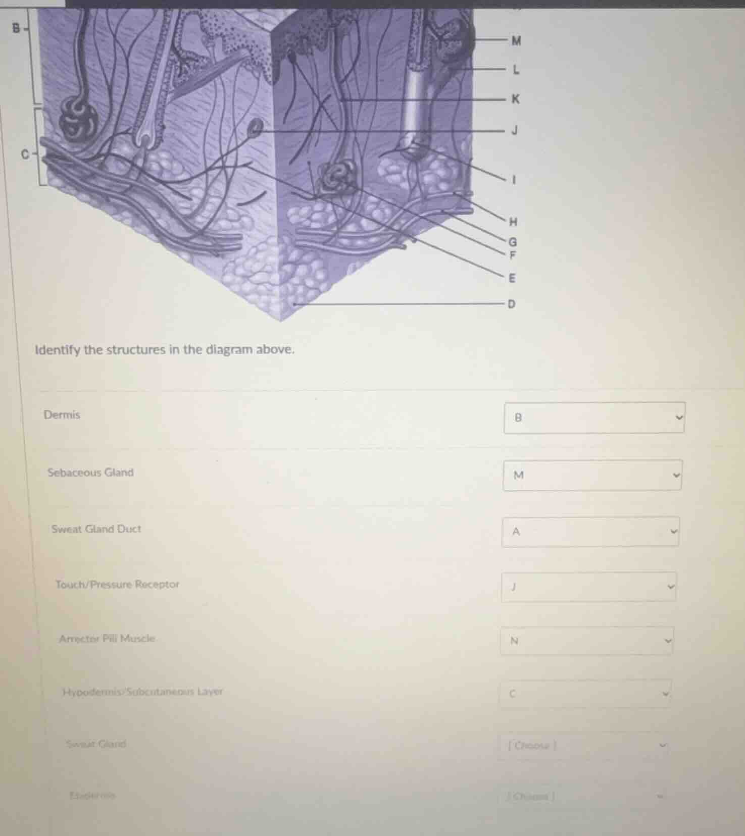 identify the structures in the diagram above. dermis sebaceous gland sw…