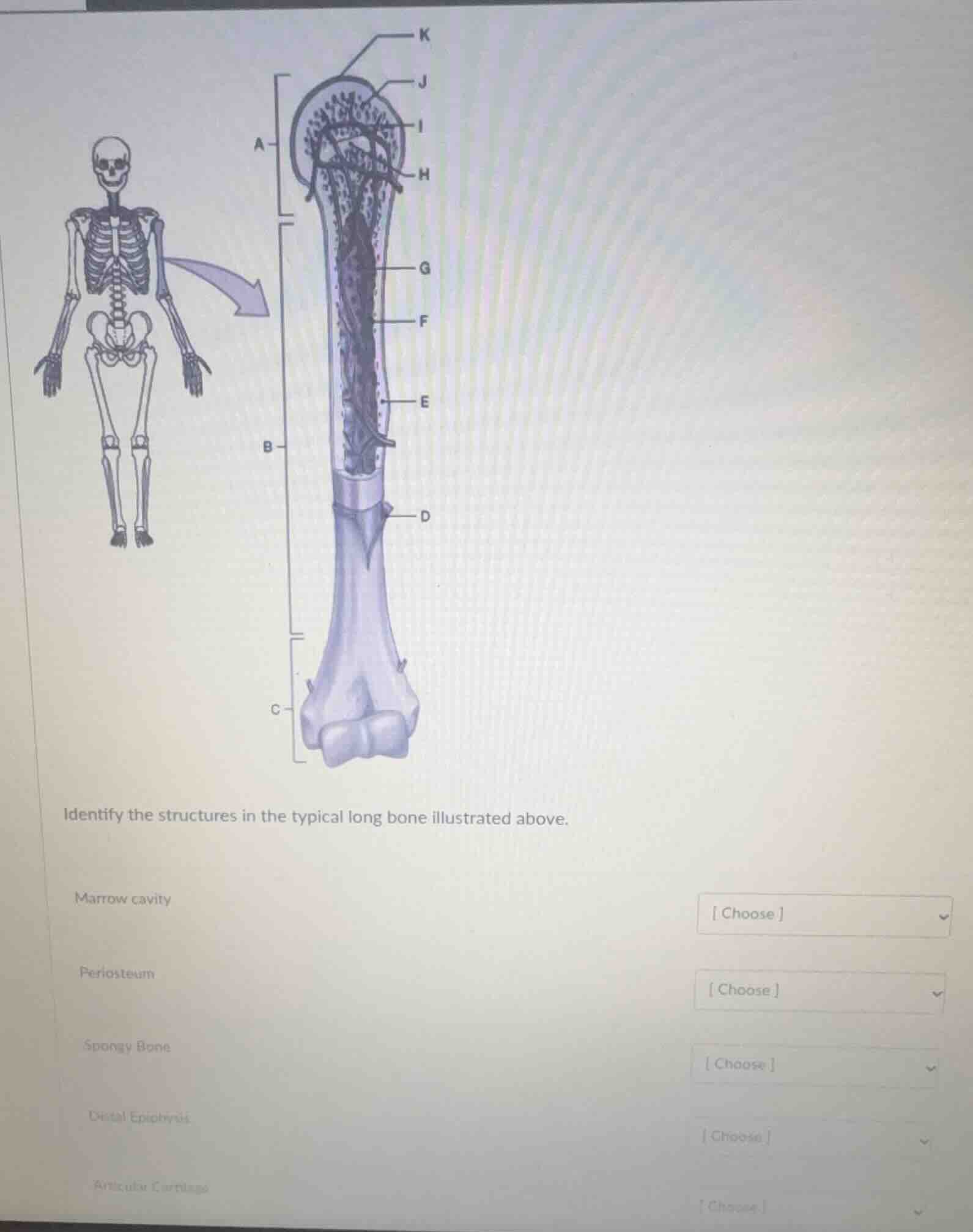 identify the structures in the typical long bone illustrated above. mar…