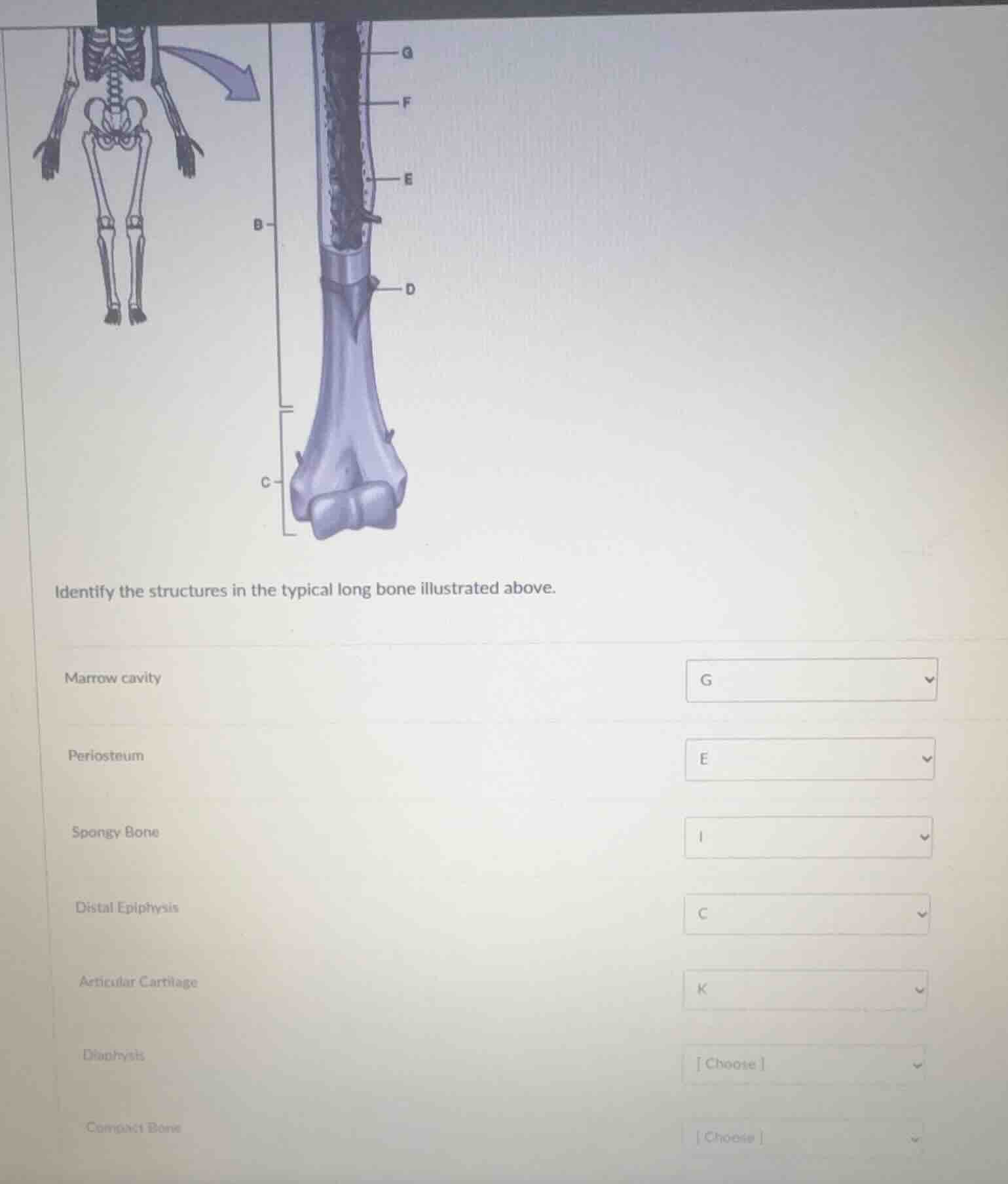 identify the structures in the typical long bone illustrated above. mar…