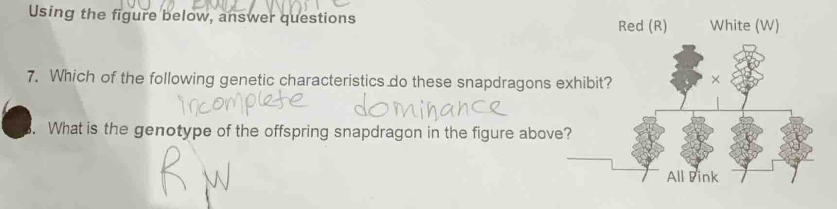 using the figure below, answer questions 7. which of the following gene…