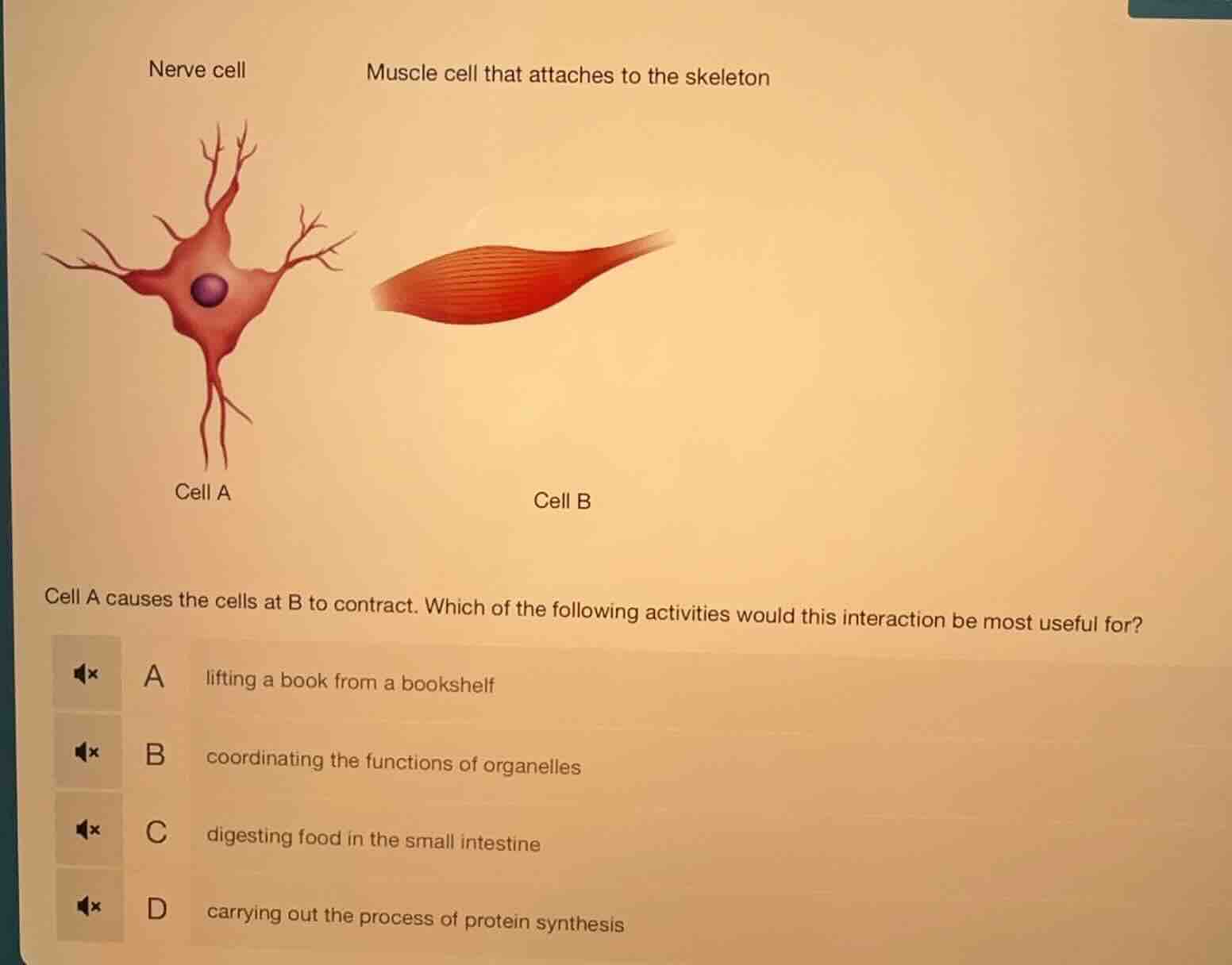 nerve cell muscle cell that attaches to the skeleton cell a cell b cell…