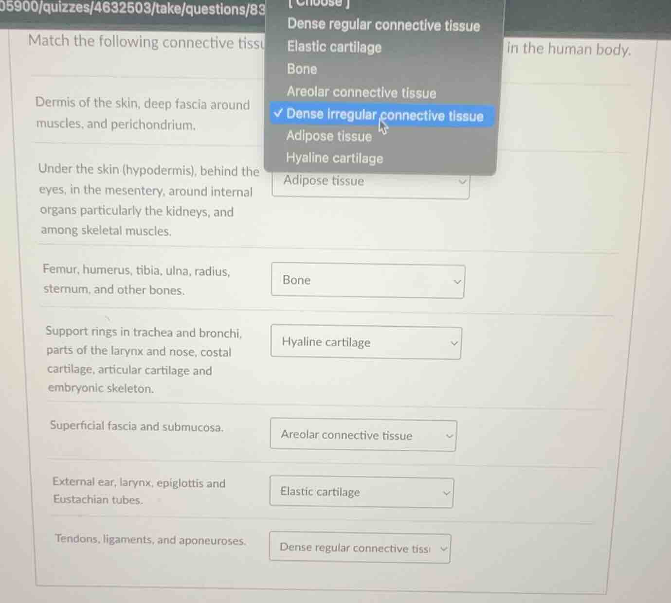 match the following connective tissu in the human body. dermis of the s…
