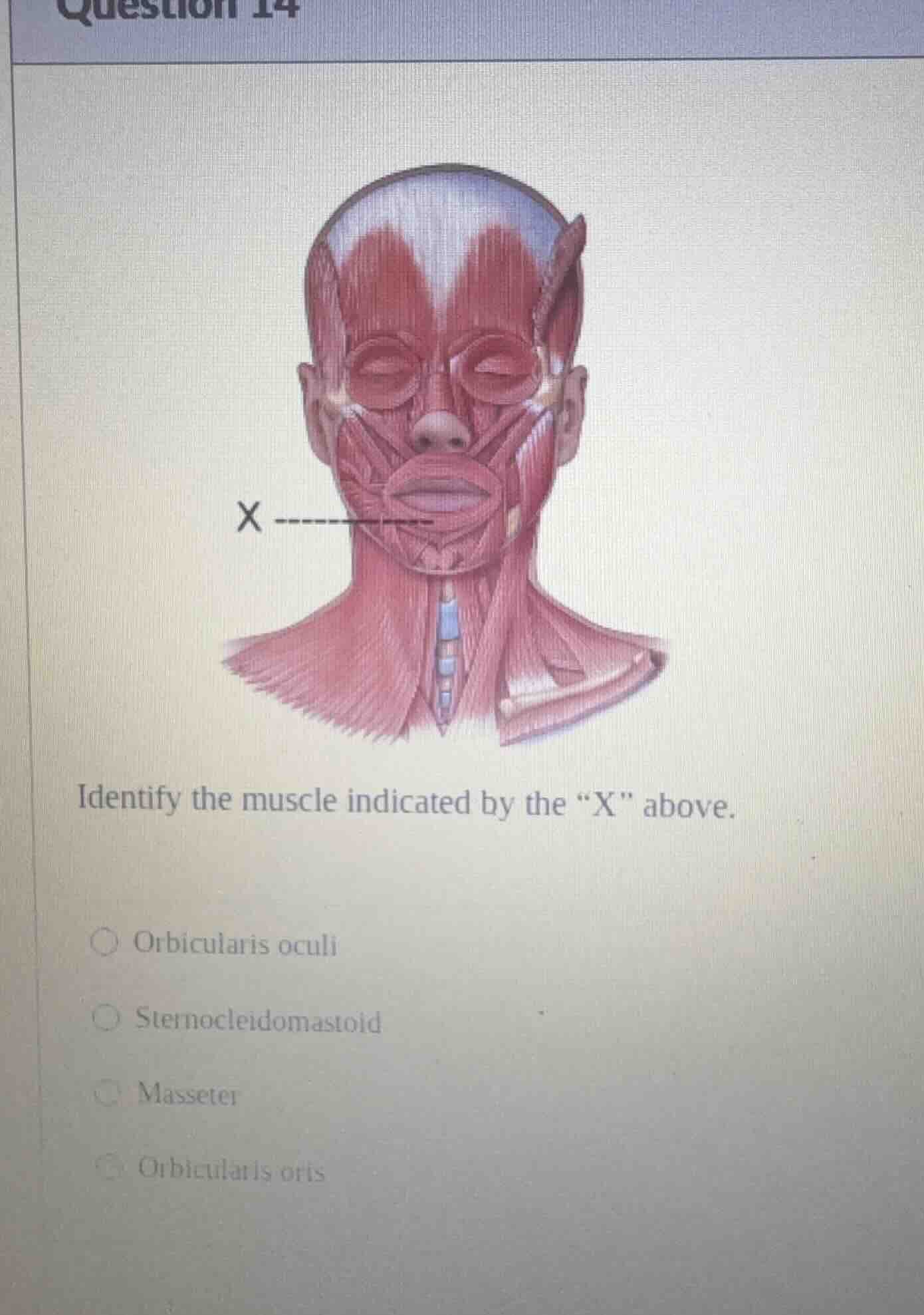 question 14 identify the muscle indicated by the \x\ above. orbicularis…