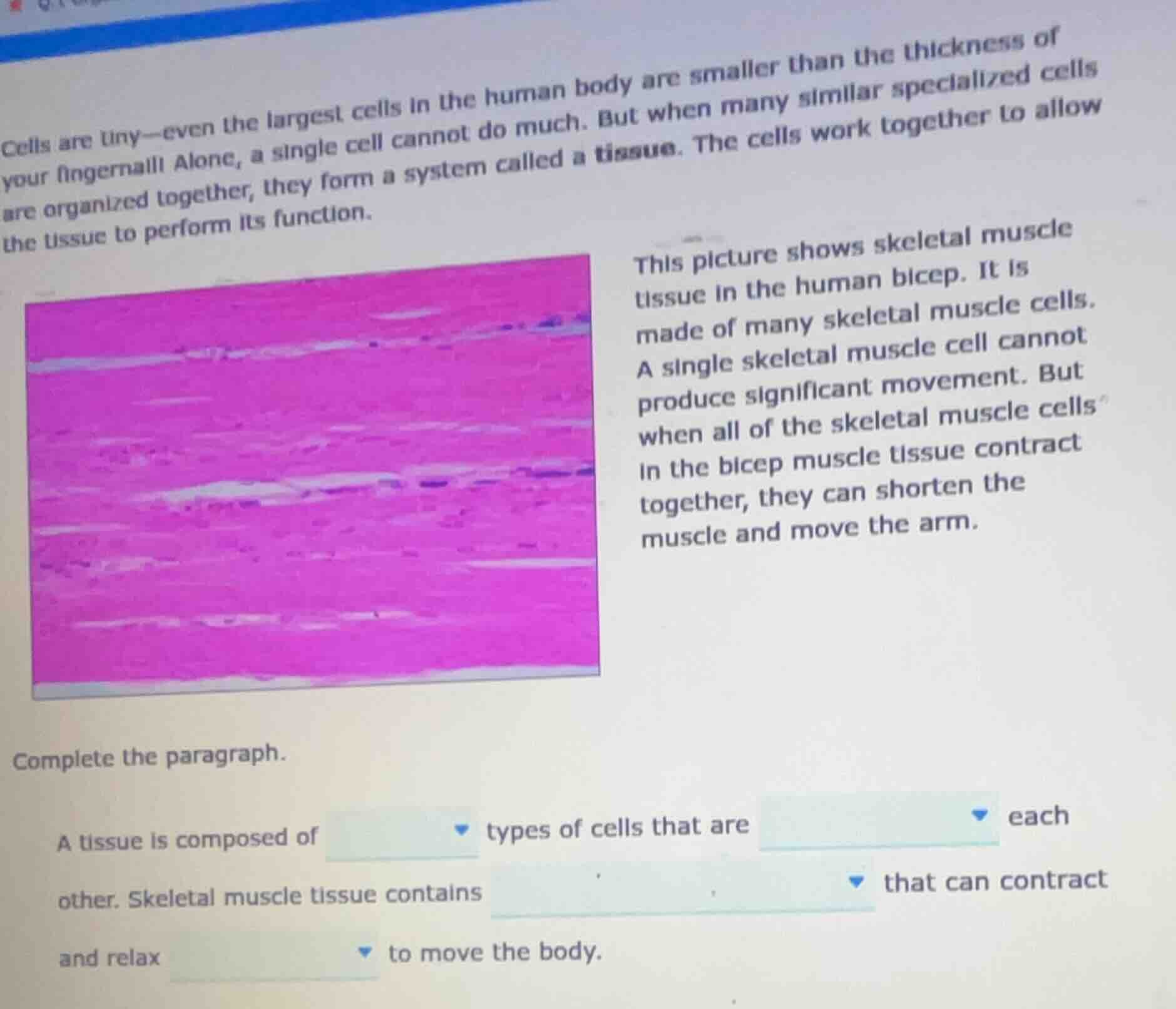 cells are tiny—even the largest cells in the human body are smaller tha…