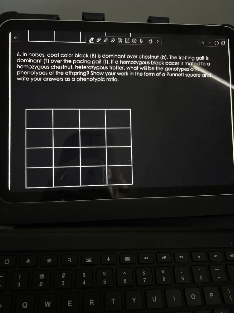 6. in horses, coat color black (b) is dominant over chestnut (b). the t…