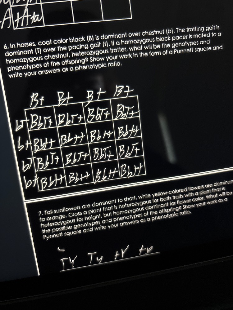 6. in horses, coat color black (b) is dominant over chestnut (b). the t…