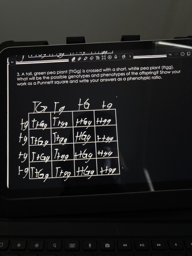 3. a tall, green pea plant (ttgg) is crossed with a short, white pea pl…